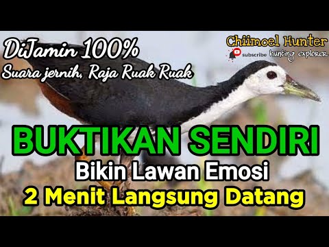 Suara Pikat Ruak Ruak ||Ter Uji Sangat Ampuh 100%|| Super Ganas bikin lawan emosi