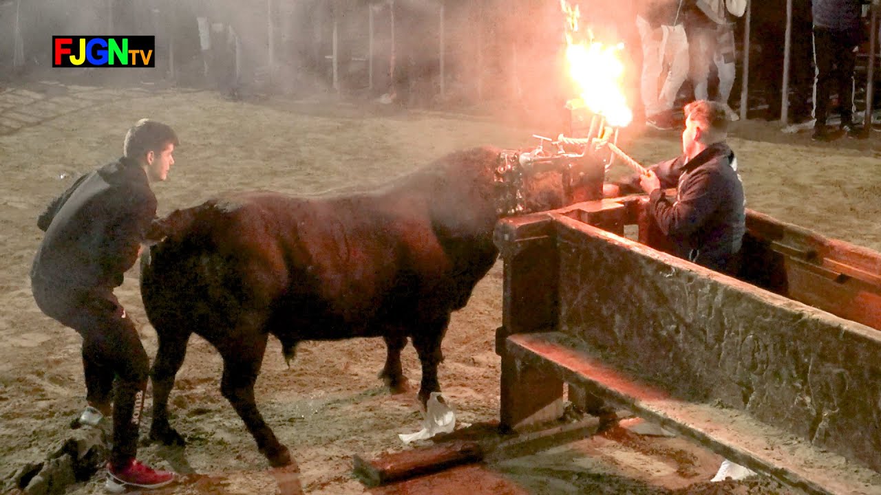 Emboladores del serrallo Toro Iván Miro Bous la Ribera - Benicassim 25-01-2020 (Castellon) Bous Al Carrer Emboladores del serrallo Toro Iván Miro Bous la Ribera - Benicassim 25-01-2020 (Castellon) Bous Al Carrer