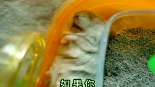 縮圖