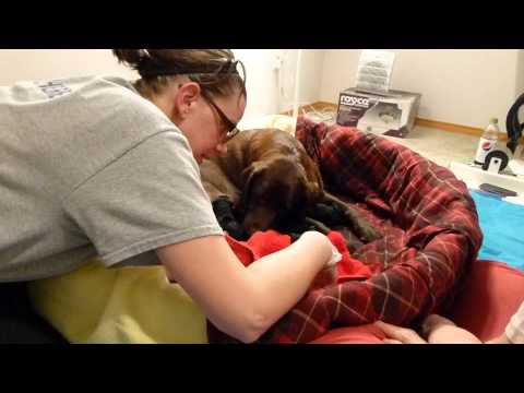 labrador puppy difficult birth, but he's a survivor