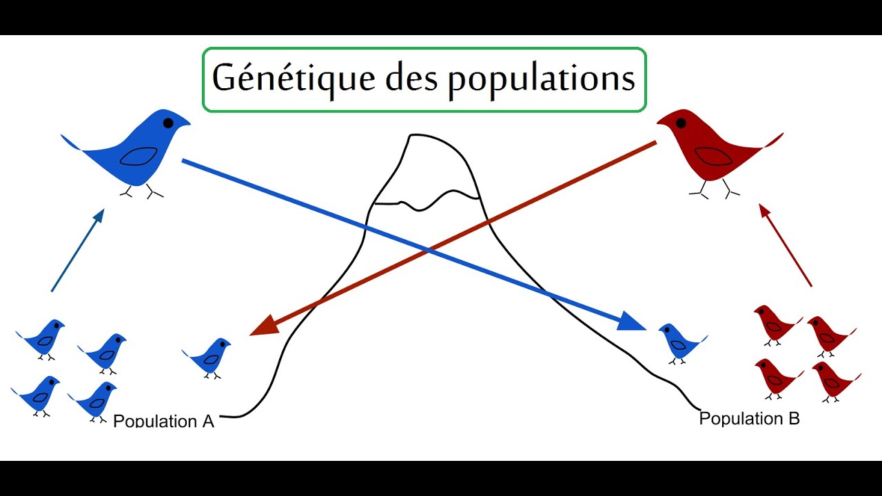 Генетика популяций схема
