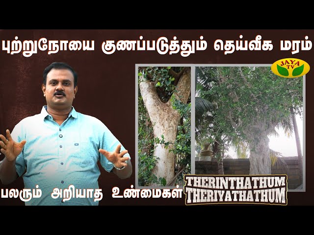புற்றுநோயை குணப்படுத்தும் பிராய் மரம் ! | Streblus Asper | Therinthathum Theriyathathum | Jaya Tv