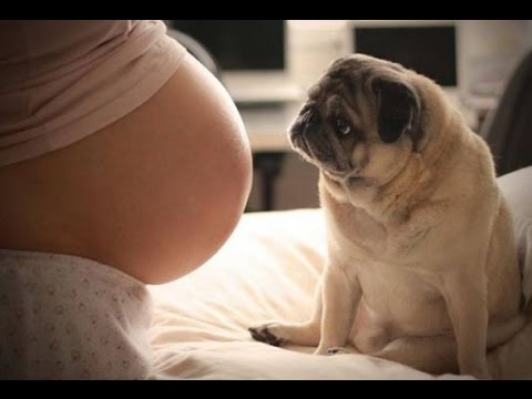 Dogs Protecting Pregnant Women Videos Compilation 2017 - Dog Loves Babies in the womb