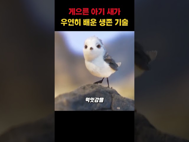 게으른 아기 새가 우연히 배운 생존 기술