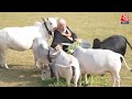 PM Modi LIVE: Social Media पर छाईं पीएम मोदी की तस्वीरें | Punganur Breed Cows | BJP | Aaj Tak LIVE  - 02:13:40 min - News - Video