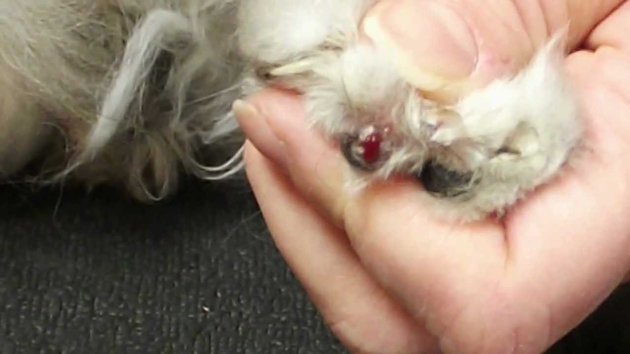 Clipping an ingrown nail on a cat YouTube