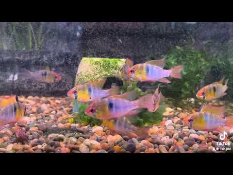 video German Blue Rams x 2