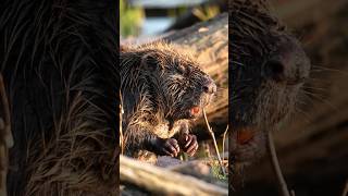 Wild Beavers Built a €1 Million Dam for Free