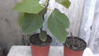 What are some good videos on pruning fig trees?