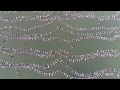 Watch: Nearly 2,000 set Guinness floating record in Argentina-Exclusive visuals