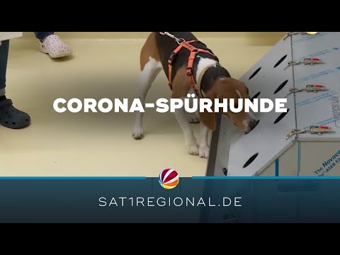 Schnüffelnase statt PCR-Test: Corona-Spürhunde kommen bei Konzerten zum Einsatz