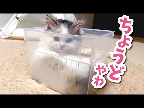 液体になった生後２ヶ月の子猫 おしゃべりする猫 まとめちゅーぶ