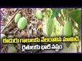 Mango Trees Fell To Ground Due To Strong Wind, Huge Loss To Farmers |  Khammam | V6 News
