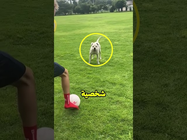هذا الكلب يلعب كأنه راموس