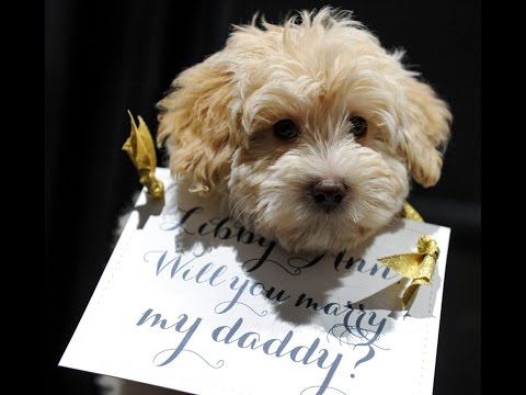 Teacher's Students Help with Adorable PUPPY Proposal