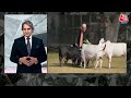 PM Modi Performs Gau Seva: पीएम मोदी ने Punganur नस्ल की गायों को खिलाया चारा | PM Modi Video  - 50:15 min - News - Video