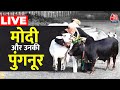 PM Modi Performs Gau Seva: पीएम मोदी ने Punganur नस्ल की गायों को खिलाया चारा | PM Modi Video