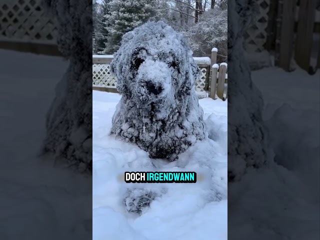 Sie vergisst ihren Hund draußen