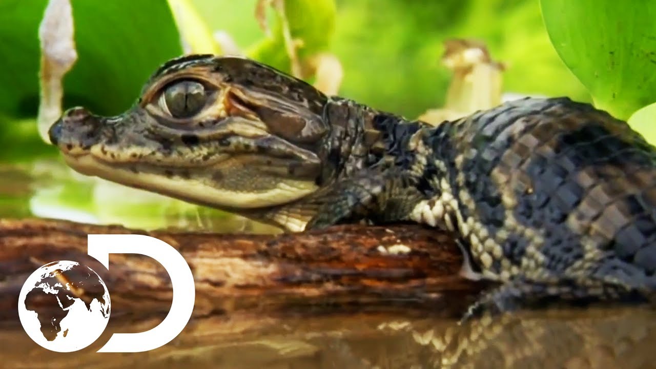 Animals Face A Constant Fight For Dominance In The Wild | Discovery UK