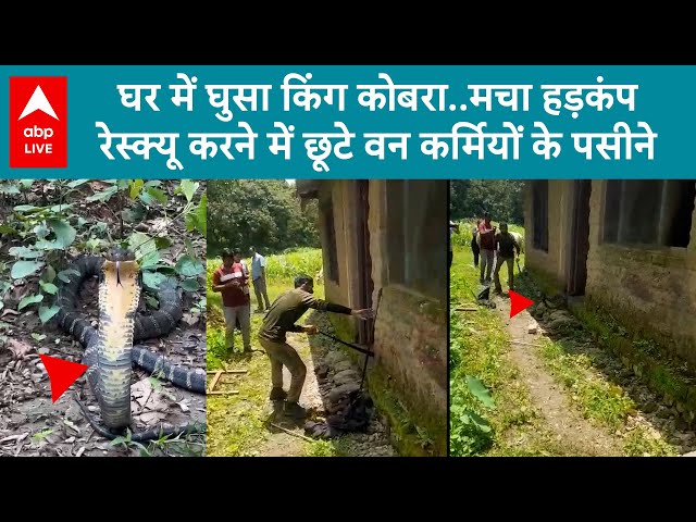 Cobra in Uttarakhand: घर में घुसा किंग कोबरा..मचा हड़कंप रेस्क्यू करने में छूटे वन कर्मियों के पसीने