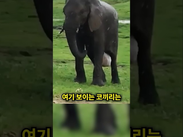아기 코끼리는 태어나자마자 엄청난 일을 겪었어요 ❤️