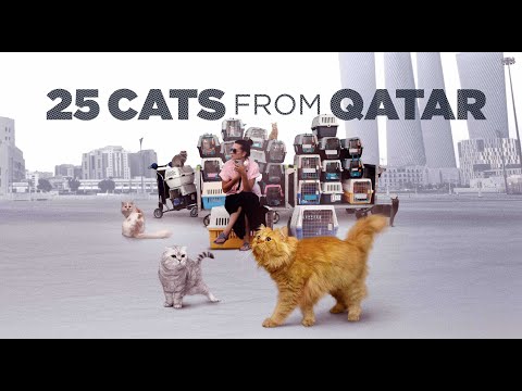 25 Cats from Qatar'