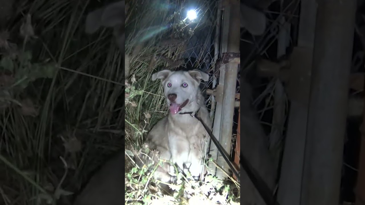 Homeless dog in a ghost town