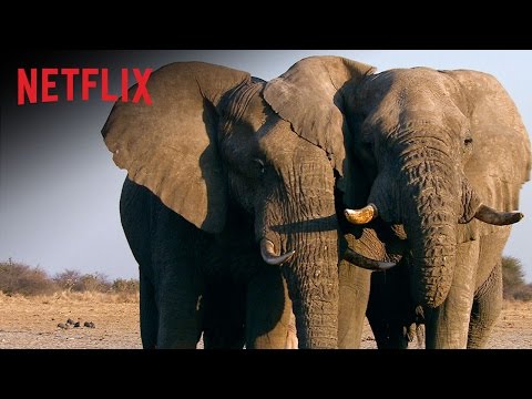 The Ivory Game'