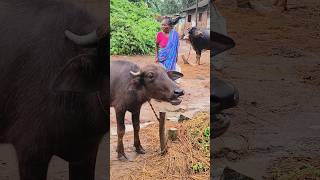 buffalo amba humba sound#buffalo moo#vains ka awaaz