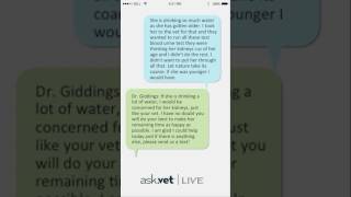 Ask.Vet – My Senior Cat, How Do I Keep Her Comfortable?