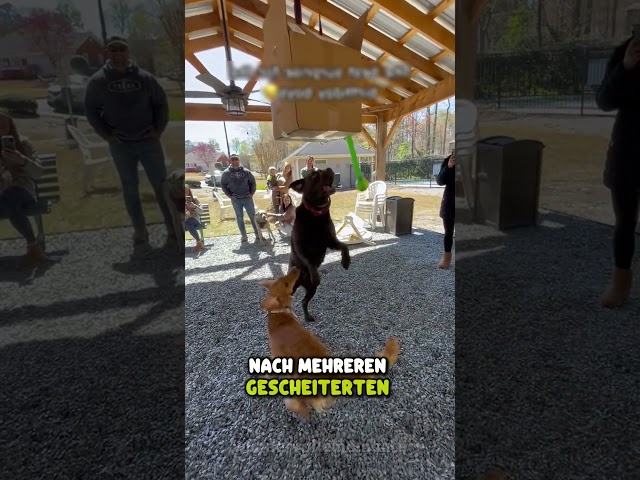 Alle hatten aufgegeben außer ihm ❤️