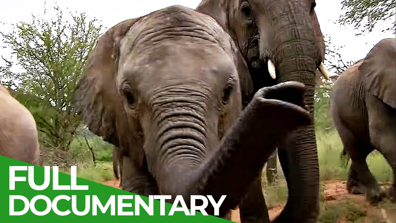 Elephants - Back to the Wild | Part 2 - The Return of the Elephants | Free Documentary Nature