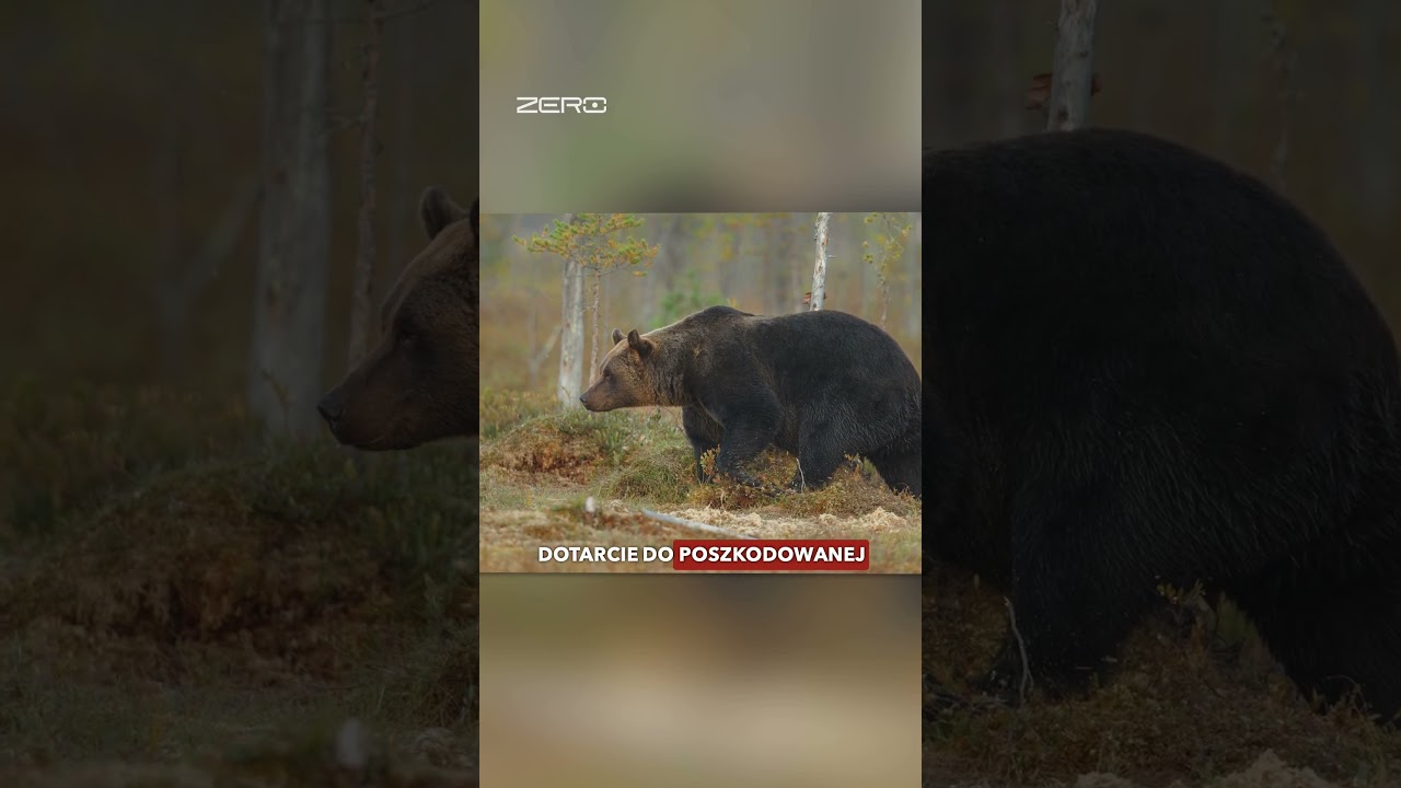 NIEDŹWIEDZIE ATAKUJĄ W BIESZCZADACH?