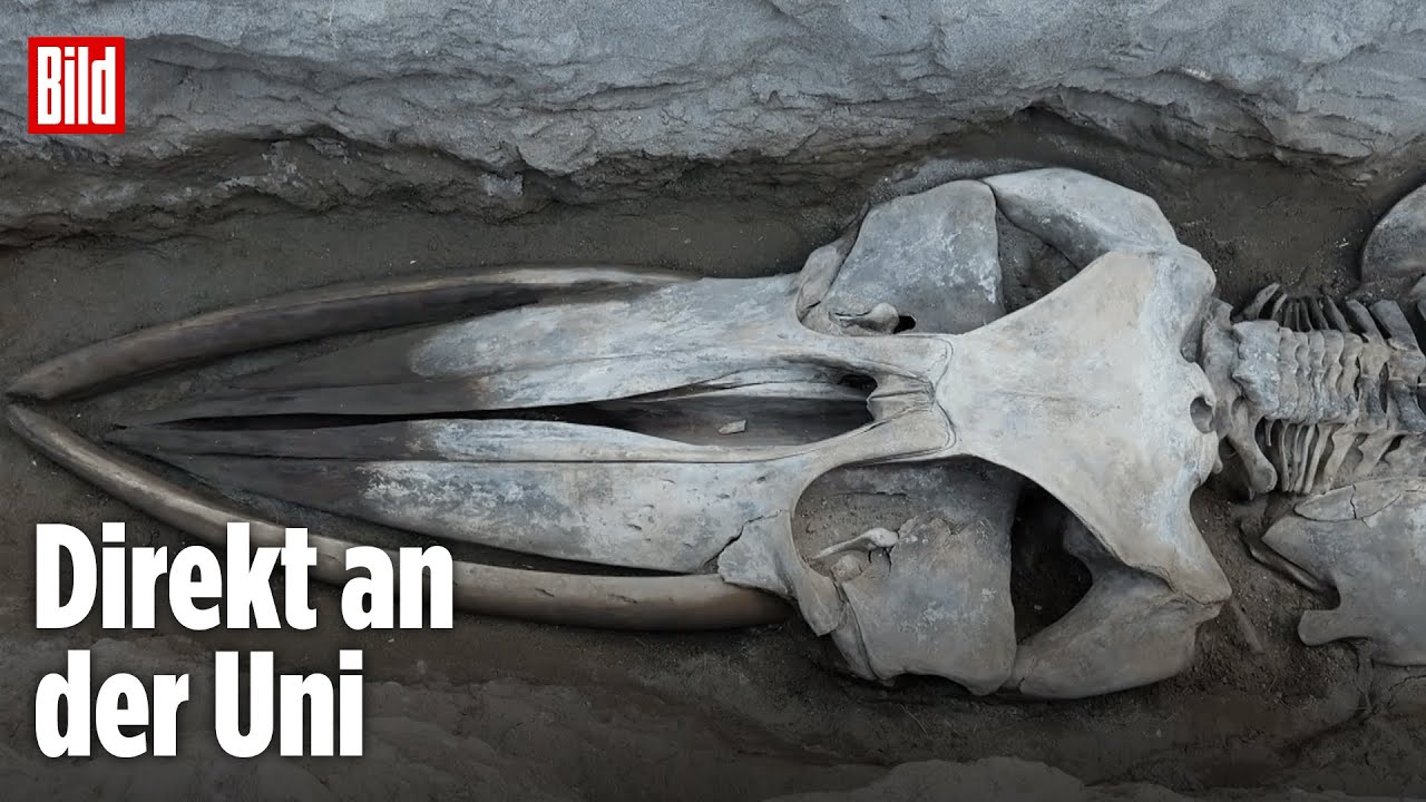 Riesen-Wal nach Tod im Hof vergraben