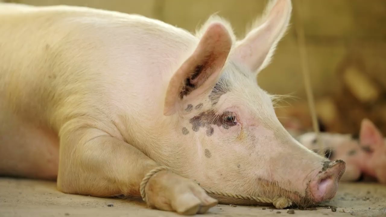 AGRO INFO | 01.07.2025 | TV Republika