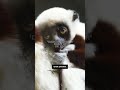 This ‘dancing lemur’ baby is one of the world’s rarest primates  - 00:50 min - News - Video