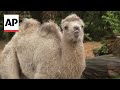 Birth of Bactrian camel, Omar, delights staff at Cologne Zoo