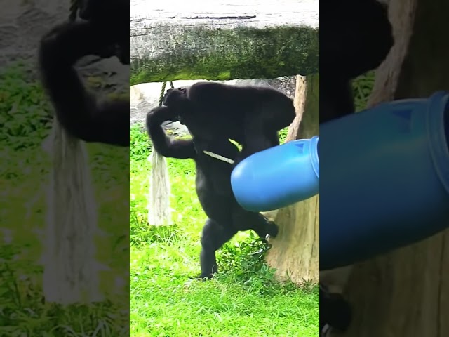 Jabali and Ringo 搶著玩