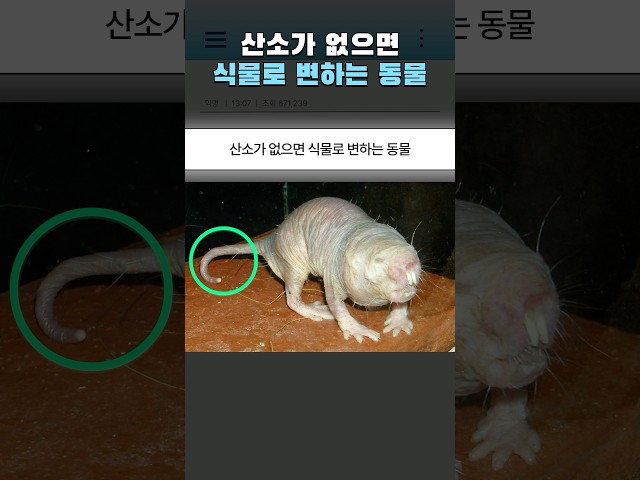 산소가 없으면 식물로 변하는 동물