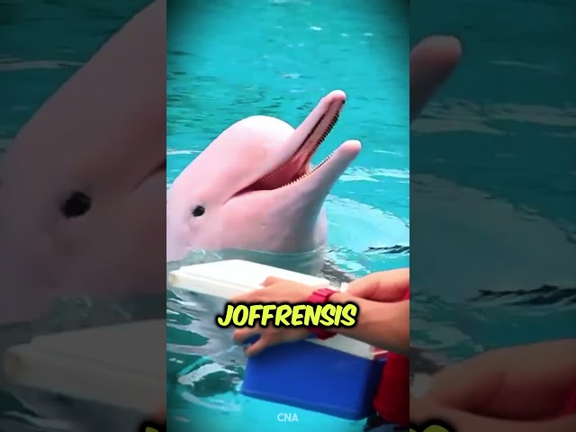 Perché questo delfino è rosa? 🐬