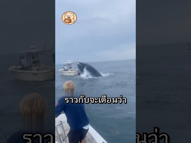 ช่วยวาฬครั้งนี้ได้เจอสิ่งที่เกินกว่าคำว่าปาฏิหาริย์