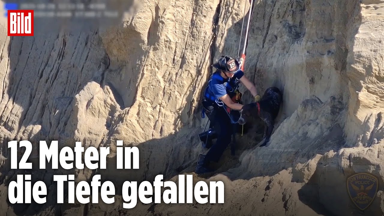 San Francisco, USA: Feuerwehr rettet zitternden Hund von Klippe