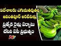 AP govt arranges train for exporting Anantapur banana to gulf countries
