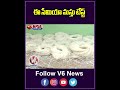 ఈ సేమియా మస్తు టేస్ట్ | Ramzan Special  Handmade Semiya | V6 News