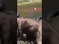 Elephant calf separated from herd reunite with its mother