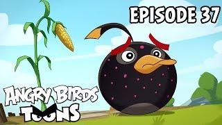 Angry Birds Toons #37 - Clash of Corns