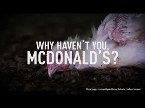DISTURBING: Chickens Suffer for McDonald's Menu DISTURBING: Chickens Suffer for McDonald's Menu
