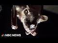 ‘I got a taste of it’: Bat flies into woman’s mouth in Arizona