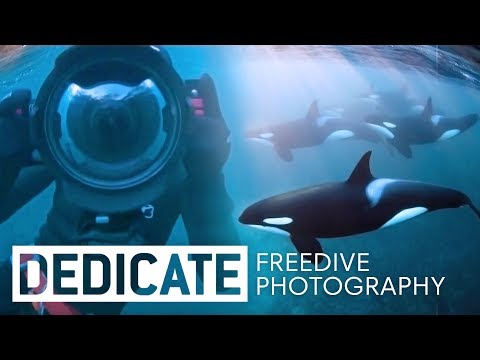Freediving with Orcas Ft. Underwater Photographer Jacques de Vos