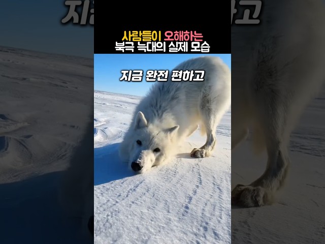 사람들이 오해하는 북극 늑대의 실체 #동물 #늑대 #북극늑대